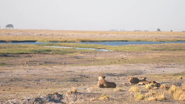 Lioness and cubs resting in midday sun overlooking the Chobe river in Botswana but being bothered by flies. Slow motion, 25 percent natural speed.