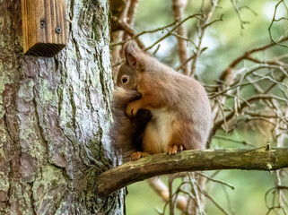 Scottish red squirrel cleaning its tail sitting on a tree branch in the forest
