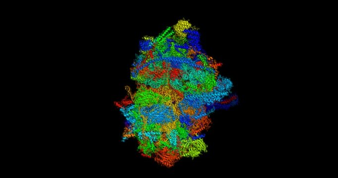 Mammalian mitochondrial 55S ribosome, complete asembly, 3D molecule spinning, 4k 
