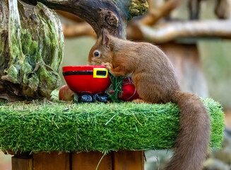 Close up of a hungry little scottish red squirrel in the forest eating nuts from a festive Santa bowl
