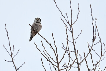 A Northern Hawk Owl  (Surnia ulula) perches in the top of a tall tree in Alaska's boreal forest.