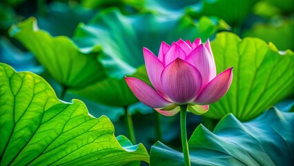 Obraz premium Stunning Drone Photography of a Single Bud Pink Lotus Flower with Lush Green Leaf Background, Capturing the Serenity and Beauty of Nature’s Flora in a Peaceful Setting