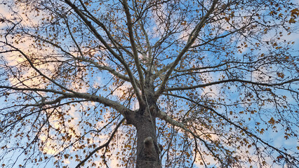 An oriental plane (Platanus orientalis) tree in the Mediterranean nature in the dawning of a winter day 