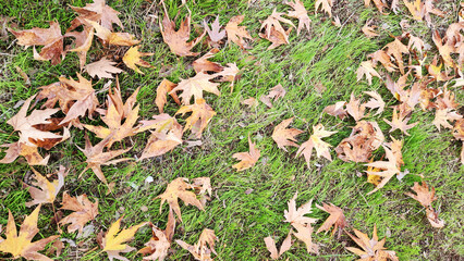 Leaves of the oriental plane (Platanus orientalis) tree in the Mediterranean nature in autumn