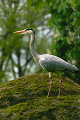 Czapla siwa
