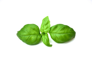 fresh green basil leaves on a white background.