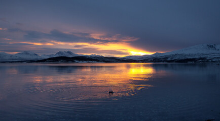 Fototapete bei efototapeten.de bestellen   