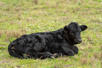 ternero de color negro descansando en el c&eacute;sped de un campo