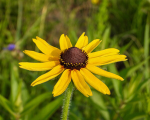 Rudbeckia hirta | Black-eyed Susan | Native North American Prairie Wildflower 