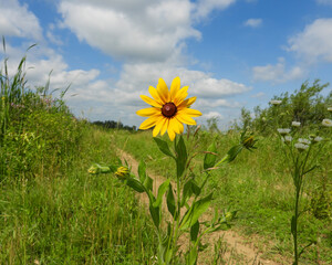 Rudbeckia hirta | Black-eyed Susan | Native North American Prairie Wildflower 