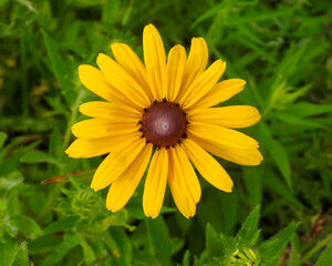 Rudbeckia hirta | Black-eyed Susan | Native North American Prairie Wildflower 