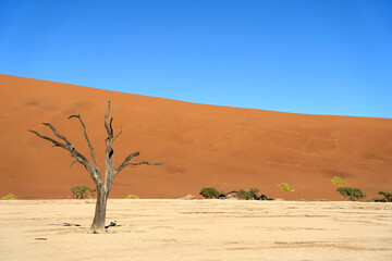 Amazing dead trees left on the salt pan clay surface between the dunes known as Deadvlei in Sossusvlei, Namibia.