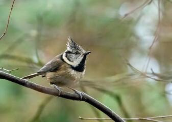 Fototapeta premium Rare scottish highlands woodland bird, the crested tit, perched on a branch