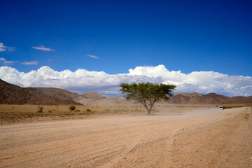 A lone tree stands by the road in the desert of Namibia