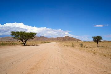 A lone tree stands by the road in the desert of Namibia
