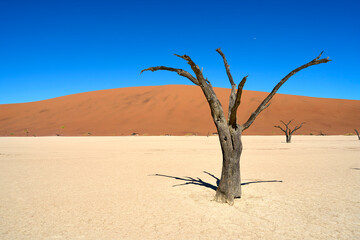 A lone dead tree stands in the desert, Deadvlei, Namibia