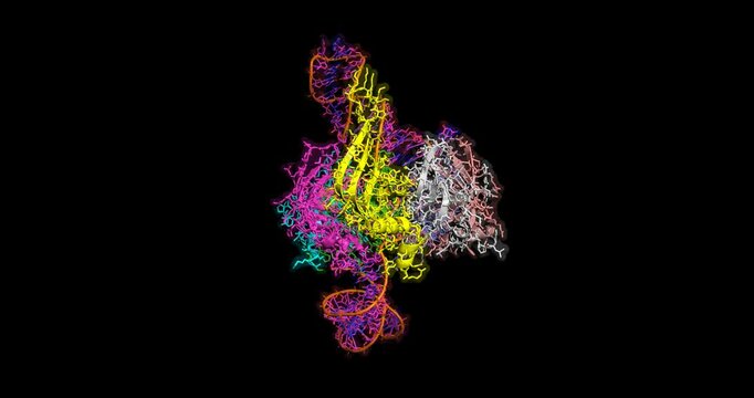 Spliceosomal U4 snRNP core domain, 3D molecule spinning 4k