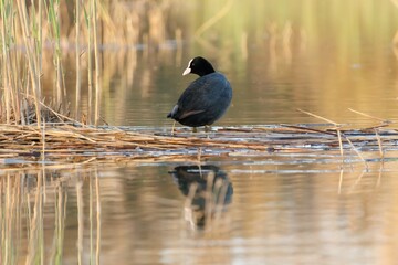 Reflejos de focha fulica atra posada en cañas y fondo bañado con luces del atardecer en el parque natural el Hondo