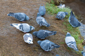 Pigeons peck at grains on the lake shore in city park. Flock of freedom birds feeds near water. True dove columba are genus from family pigeon. Big common of town feral columbidae. Animal wildlife.