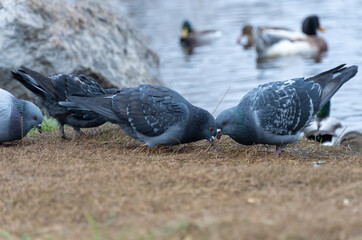 Pigeons peck at grains on the lake shore in city park. Flock of freedom birds feeds near water. True dove columba are genus from family pigeon. Big common of town feral columbidae. Animal wildlife.
