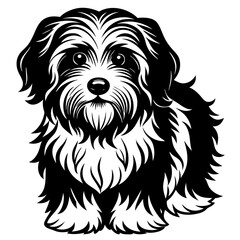 Havanese dog black silhouette vector with white background