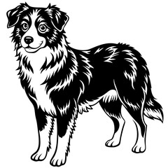 Miniature American Shepherd dog black silhouette vector with white background