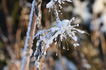 Snow and ice crystals on last summer's foliage.