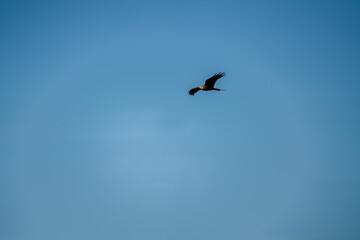 close-up of a red kite (Milvus milvus) in flight, blue sky