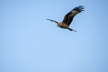 close-up of a red kite (Milvus milvus) in flight, blue sky