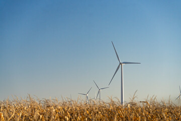 Wind Turbines Turning in Corn Field