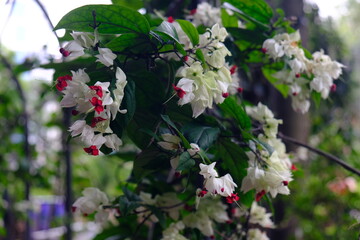 Flores no jardim