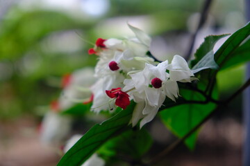 Flores no jardim