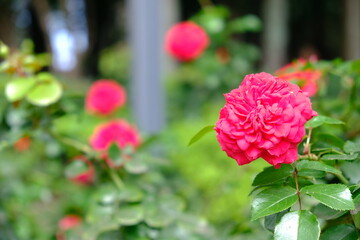 Flores no jardim