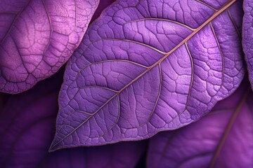 purple leaf background, stylized veins, vibrant color palette, artistic interpretation, soft focus, dreamlike