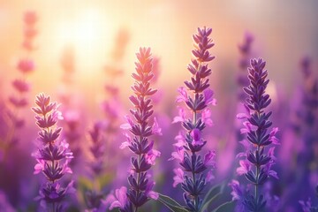 Obraz premium Purple salvia flowers in sunlight, blooming sage, selective soft focus, shallow depth of field, detailed petals, vibrant colors