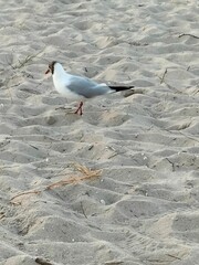 einzelner Vogel am Sandstrand