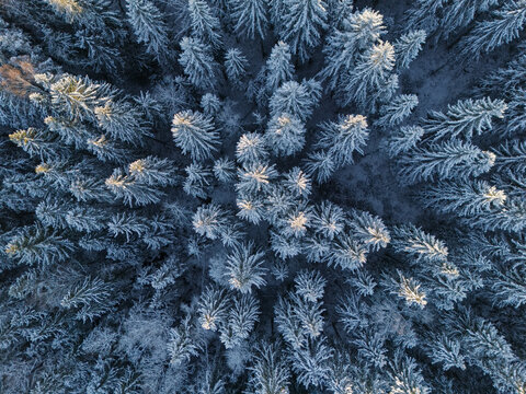 Winter forest top view. Beautiful winter landscape shot by quadcopter.