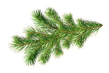 Green fluffy twig of Christmas tree isolated on white or transparent background