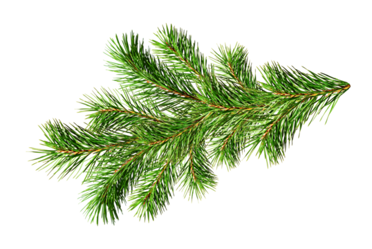 Green fluffy twig of Christmas tree isolated on white or transparent background
