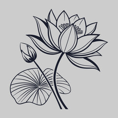 lotus flower line art and illustration 