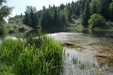 The lake in the summer forest full of lilypads. Beautiful summer landscape