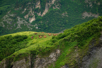 Idyllic landscape with herd of cow grazing on green field with fresh grass under blue peaceful sky in Alps
