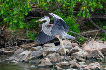 A Great Blue Heron walking along the rocks of a slow flowing creek with beautifully raised wings striking an elegant pose in mid Summer.