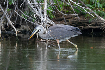 Close up of a Great Blue Heron foraging in the shallow creek of a wetland habitat in Colorado in the Summertime.