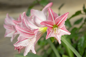 Close-up of pink striped amaryllis flowers in full bloom