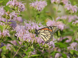 Monarda fistulosa | Wild Bergamot | Native North American Prairie Wildflower