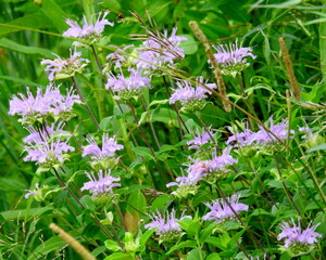 Monarda fistulosa | Wild Bergamot | Native North American Prairie Wildflower