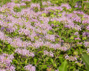 Obraz premium Monarda fistulosa | Wild Bergamot | Native North American Prairie Wildflower
