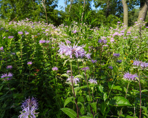 Monarda fistulosa | Wild Bergamot | Native North American Prairie Wildflower