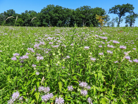 Monarda fistulosa | Wild Bergamot | Native North American Prairie Wildflower
